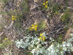 Rhynchosia ferulifolia