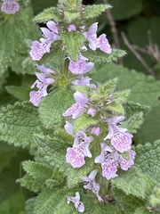 Stachys bolusii