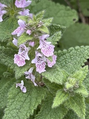 Stachys bolusii