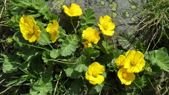 Geum montanum