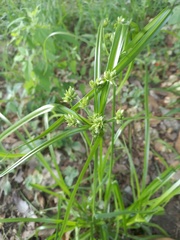 Cyperus eragrostis