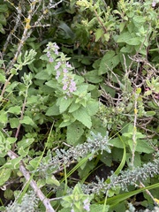 Stachys bolusii