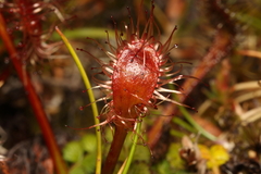 Drosera stenopetala