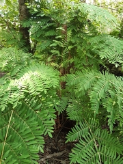 Osmunda regalis
