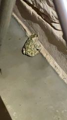 Bufotes viridis viridis