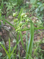 Cyperus eragrostis