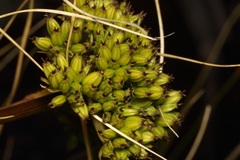 Aciphylla dissecta