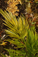 Aciphylla dissecta