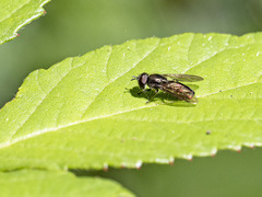 Heringia adpropinquans