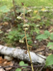 Pyrola rotundifolia