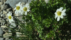 Anemonoides baldensis