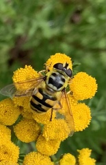 Myathropa florea