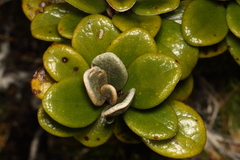 Brachyglottis bidwillii