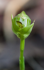 Pterostylis curta