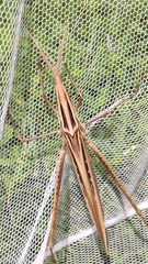 Acrida cinerea