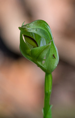 Pterostylis curta