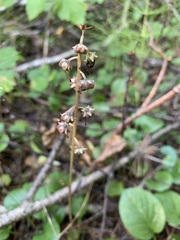 Pyrola rotundifolia