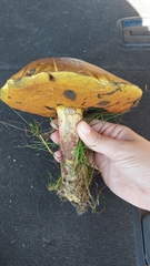 Boletus subvelutipes