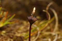 Drosera stenopetala