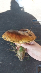 Boletus subvelutipes
