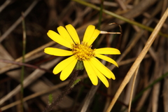 Brachyglottis lagopus