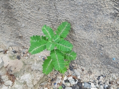 Phyllanthus urinaria