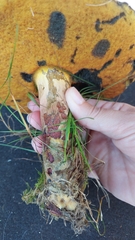 Boletus subvelutipes