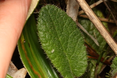 Brachyglottis lagopus