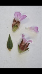 Euchaetis diosmoides
