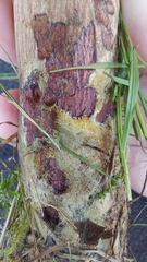 Boletus subvelutipes