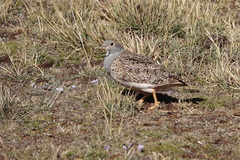 Thinocorus orbignyianus