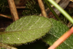Brachyglottis lagopus