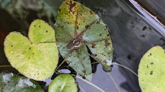Dolomedes mizhoanus