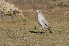 Muscisaxicola rufivertex