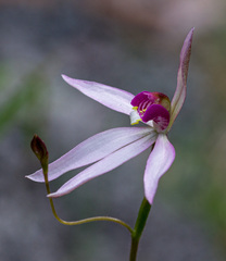 Caladenia hillmanii