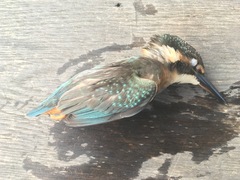 Alcedo atthis bengalensis