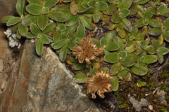Celmisia hieraciifolia