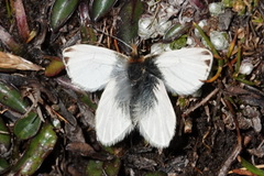 Infraphulia madeleinea
