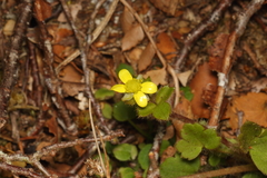 Ranunculus multiscapus
