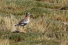 Phegornis mitchellii