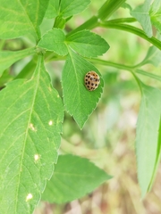 Henosepilachna vigintioctopunctata