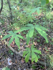 Anemonastrum dichotomum