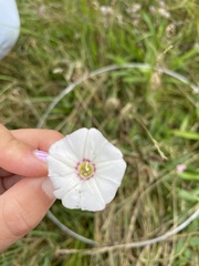 Convolvulus arvensis