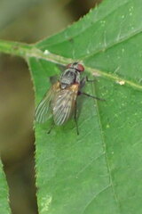 Muscina stabulans