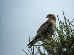 Buteo