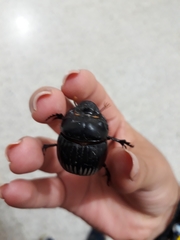 Dichotomius colonicus