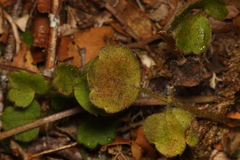 Ranunculus multiscapus