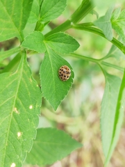 Henosepilachna vigintioctopunctata