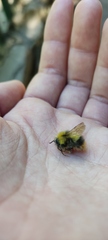 Bombus