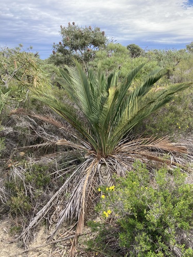 Image of Macrozamia fraseri by (c) Thomas Mesaglio, some rights reserved (CC BY)